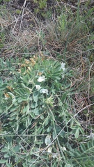Astragalus rupifragus