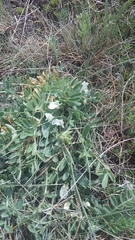 Astragalus rupifragus