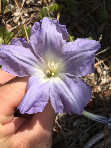 Bonamia grandiflora, photograph 1