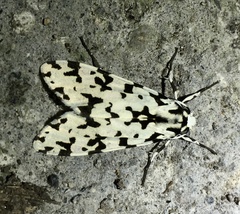 Eucereon tigrata