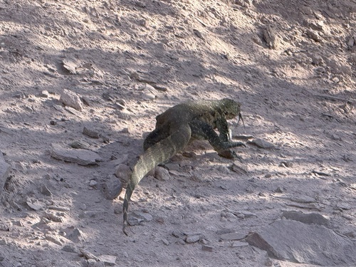 Nile Monitor
