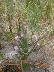 Epilobium gunnianum