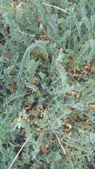 Astragalus rupifragus