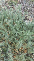 Astragalus rupifragus