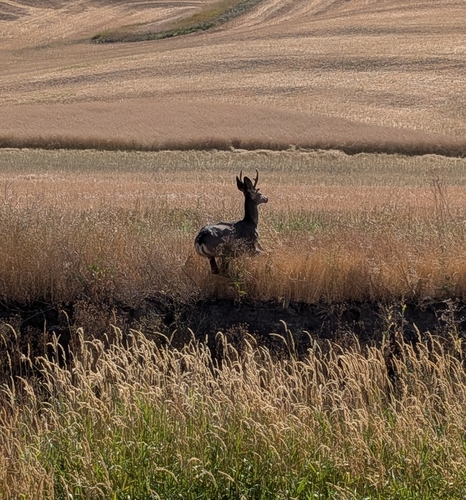 Mule Deer