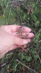 Vicia sativa amphicarpa