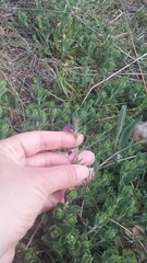 Vicia sativa amphicarpa