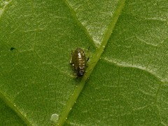 Periphyllus testudinaceus