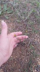 Coronilla scorpioides