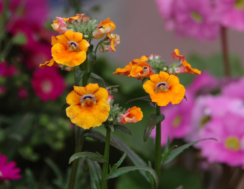 Nemesia strumosa