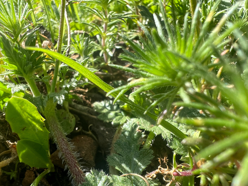 Leptosiphon bicolor, photograph 5