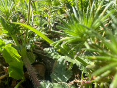 Leptosiphon bicolor, photograph author not stated, no rights reserved