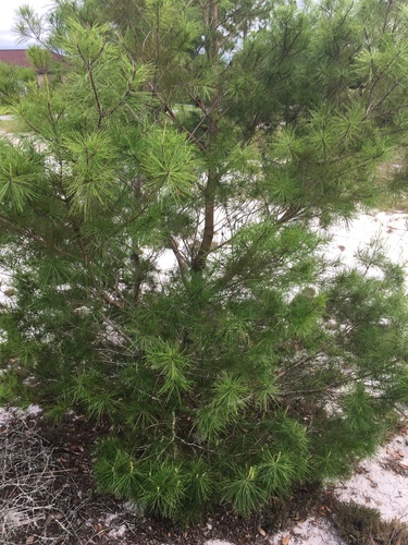 Pinus clausa, photograph 1