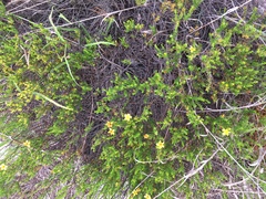 Hypericum tenuifolium, photograph author not stated, no rights reserved