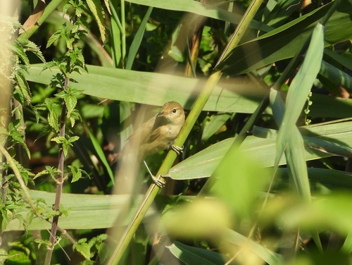 Common Reed Warbler