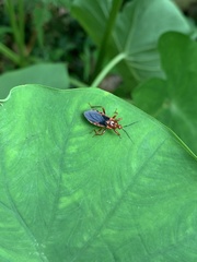 Ectrychotes comottoi