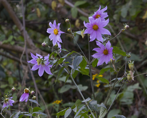 Dahlia imperialis