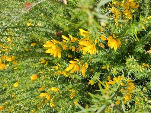 Ulex gallii, photograph 2