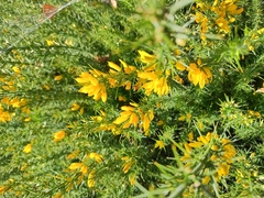 Ulex gallii, photograph (c) Robert Martin, some rights reserved (CC BY)