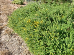 Ulex gallii, photograph (c) Robert Martin, some rights reserved (CC BY)