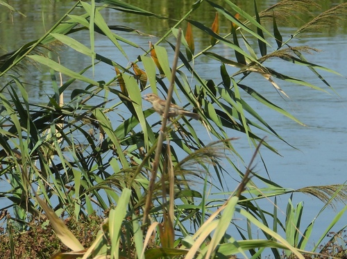 Italian Sparrow