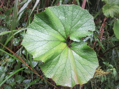 Gunnera macrophylla