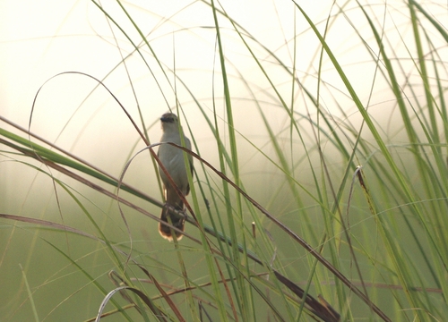 Bristled Grassbird