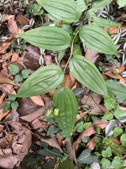 Disporum kawakamii
