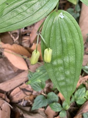 Disporum kawakamii