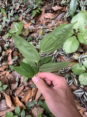 Disporum kawakamii