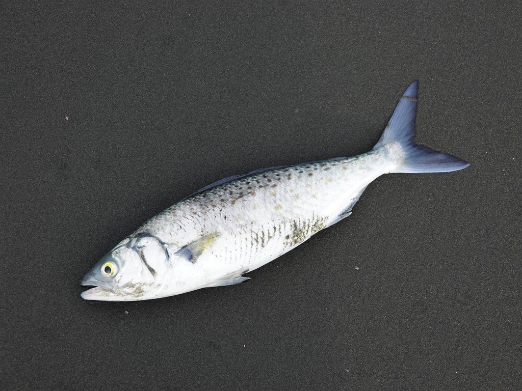 Eastern Australian Salmon from Whites Beach, Auckland, New Zealand on