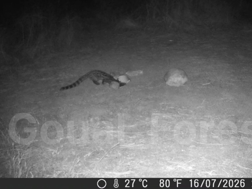 Northern Small-spotted Genet