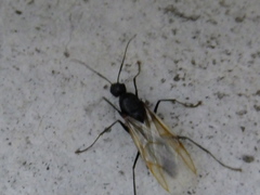 Camponotus japonicus