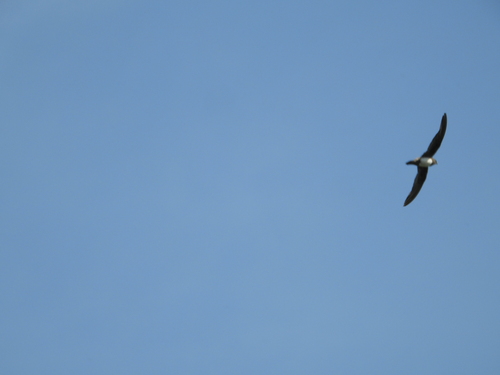 Alpine Swift