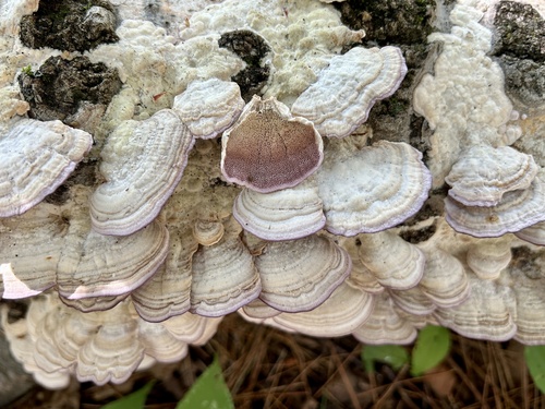 violet-toothed polypore