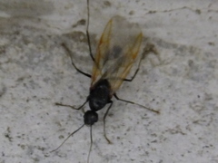 Camponotus japonicus