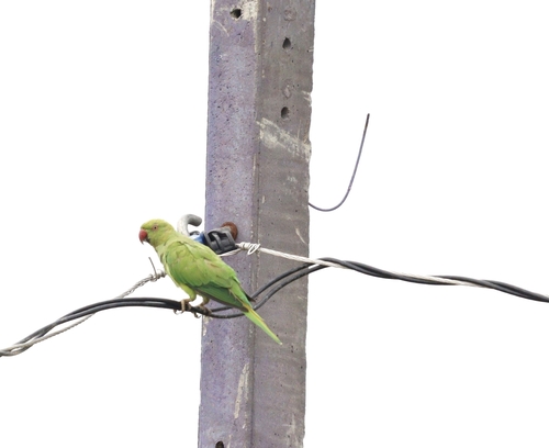 Rose-ringed Parakeet
