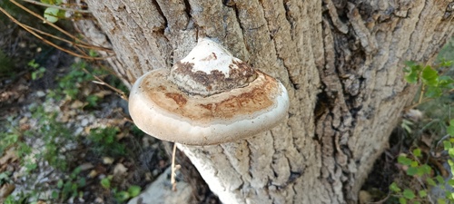 Fomes inzengae
