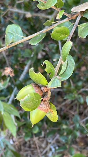 iNaturalist observation photo of coast live oak