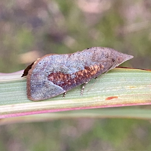 Hypocala guttiventris Walker