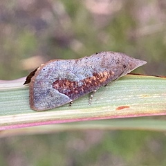 Hypocala guttiventris