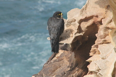 Falco peregrinus macropus