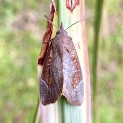 Hypocala guttiventris