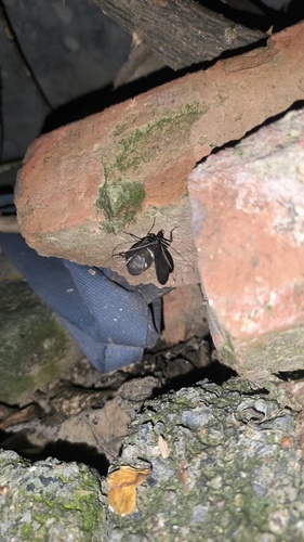 Asian Bell Cricket