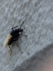 Camponotus japonicus