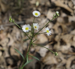 Erigeron strigosus strigosus