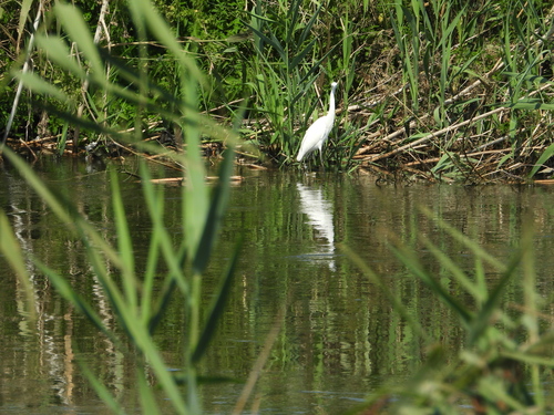 Little Egret