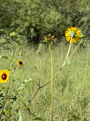Helianthus petiolaris, photograph (c) CK2AZ, some rights reserved (CC BY)