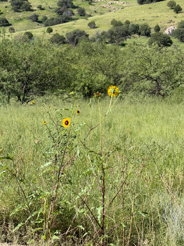 Helianthus petiolaris, photograph 6