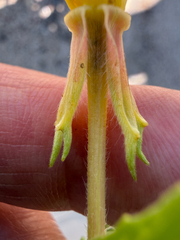 Oenothera oakesiana, photograph (c) Patrice Dupont, some rights reserved (CC BY)